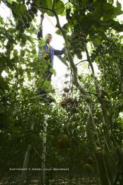 Image du Maroc Professionnelle de  Agriculture moderne au Sahara, un ouvrier utilise des échasses durant son travail sous une immense serre à Dakhla. Dans cette région la production des tomates en grappes bénéficie d’un climat phénoménalement ensoleillé, tempéré et régulier, Mardi 21 Novembre 2006.
Avec l'introduction des cultures sous abris serres, la région de Dakhla est devenue en très peu de temps célèbre pour ces productions de fruits et légumes destinés à l’export.   . (Photo / Abdeljalil Bounhar)